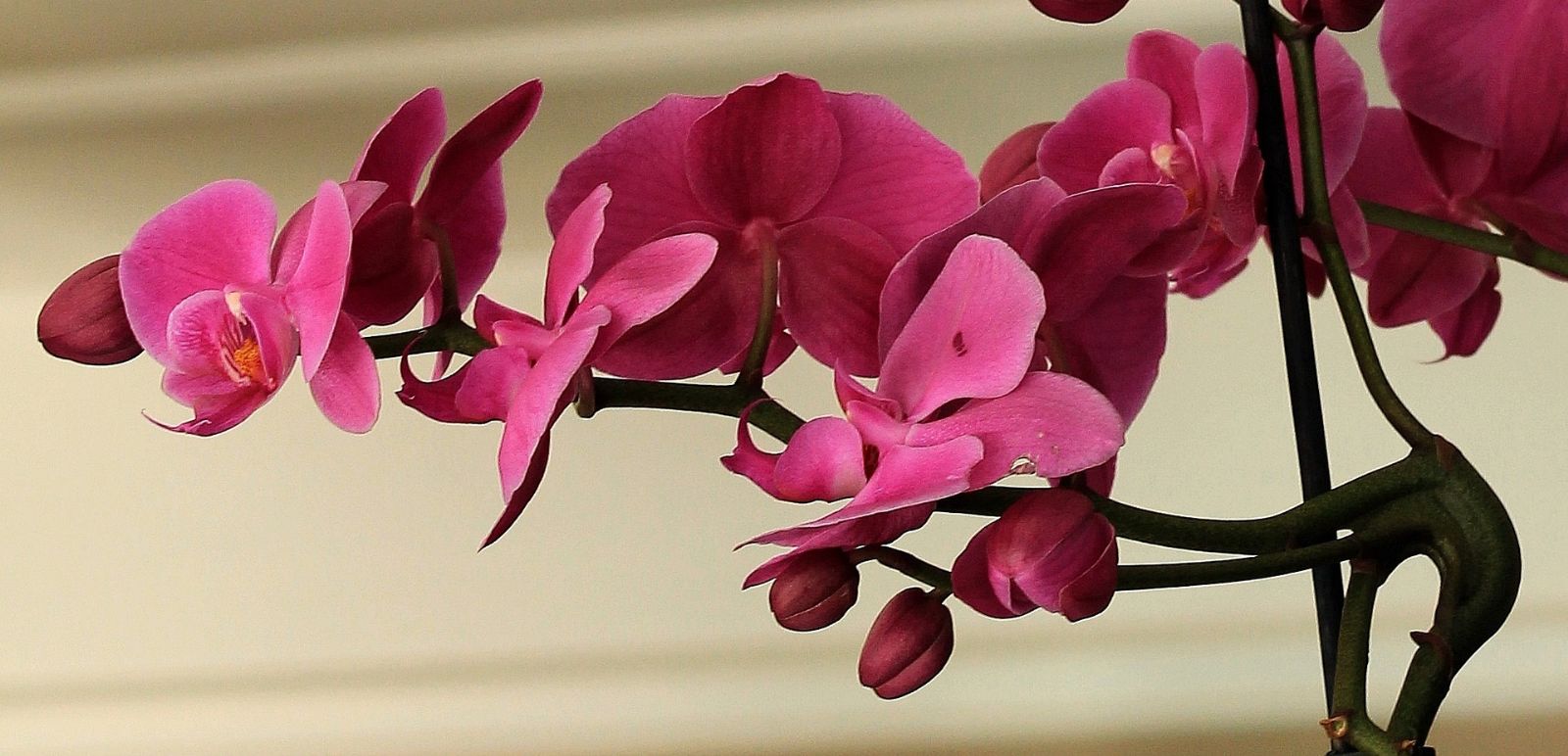 V pražské botanické zahradě kvetou nejvzácnější i největší orchideje