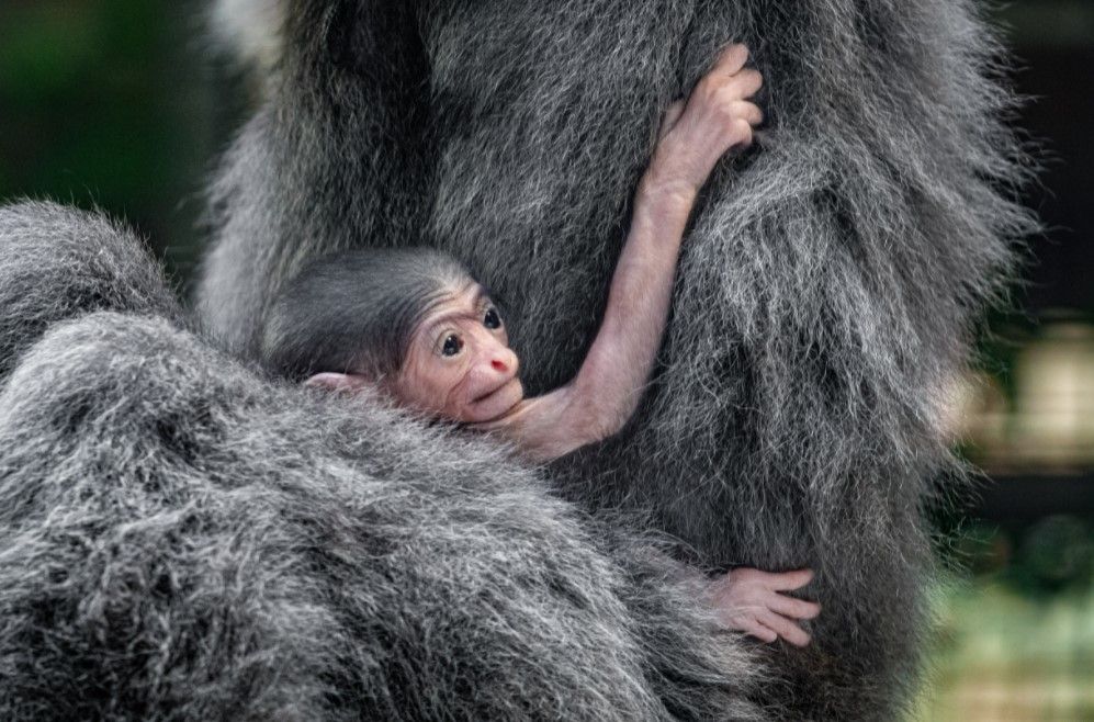 V Zoo Praha se narodilo mládě ohroženého gibona