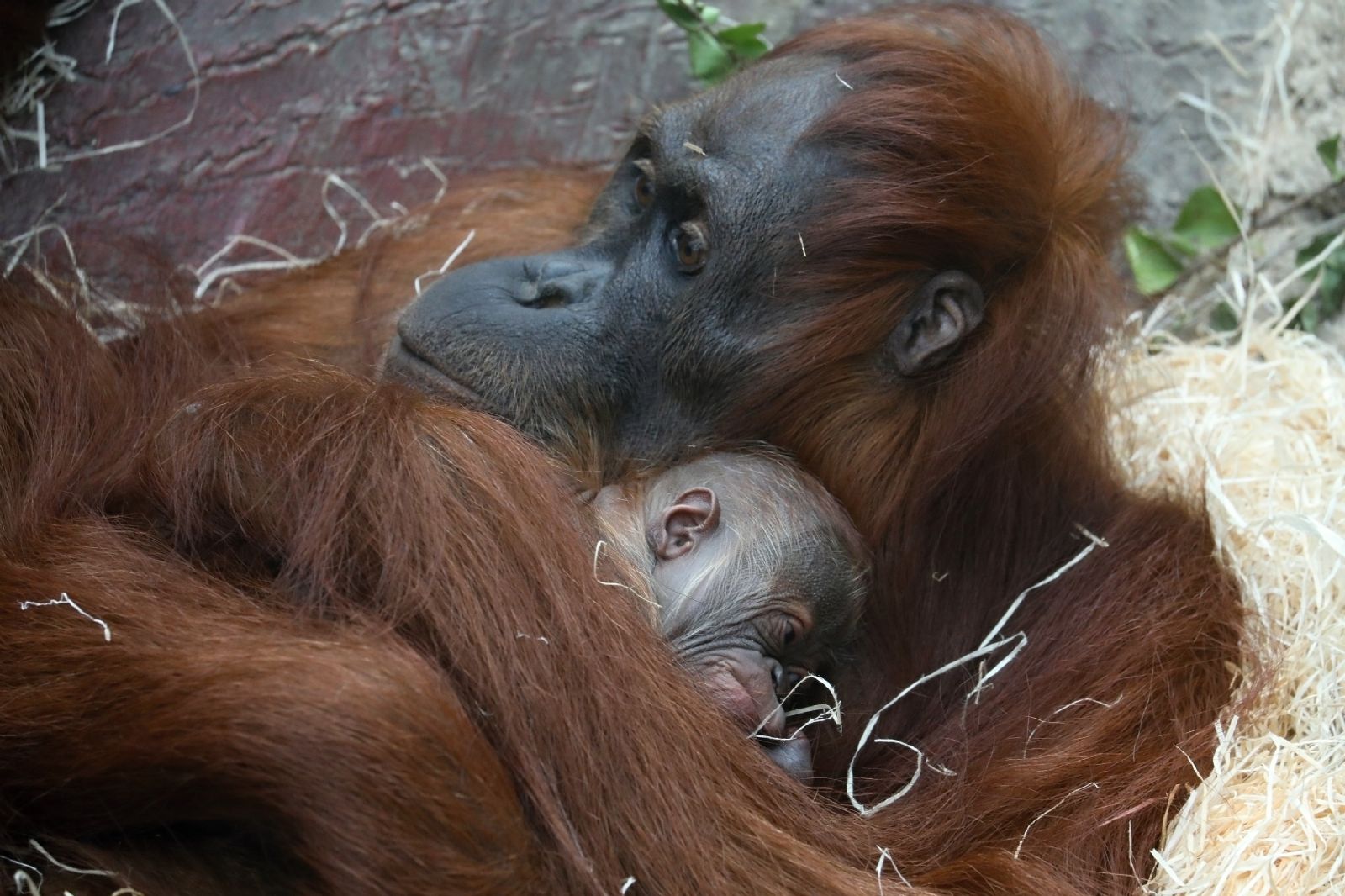 Vyjádření ředitele Zoo Praha Miroslava Bobka k narození mláděte orangutana sumaterského