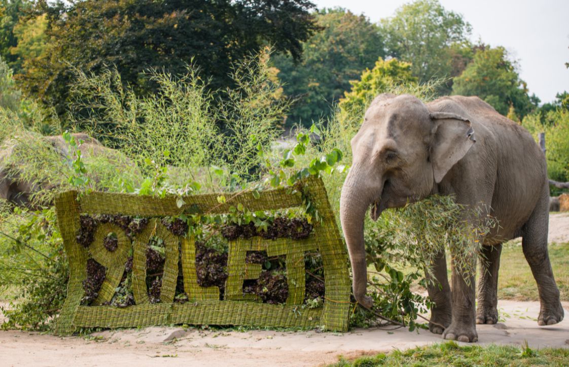 Zoo Praha oslavila 90. výročí svého založení