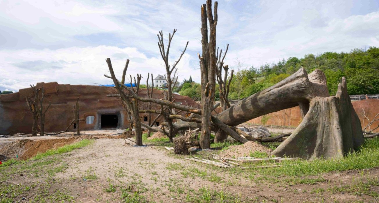 Zoo Praha pokračuje ve stavbě nového pavilonu goril
