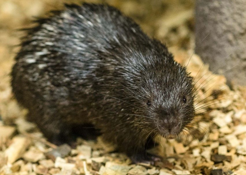 Zoo Praha se podařil další odchov dikobraza palawanského