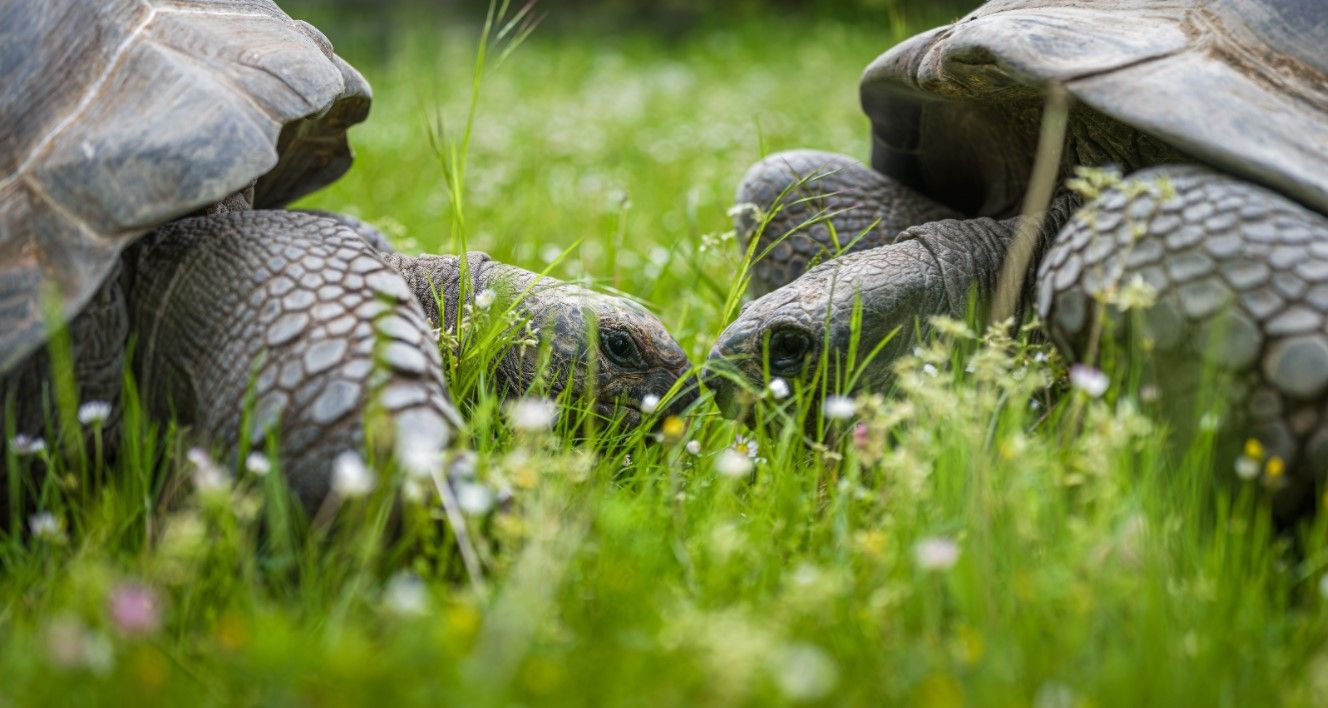 Zoo Praha se stala koordinátorem Evropského chovného programu (EEP) pro želvy obrovské