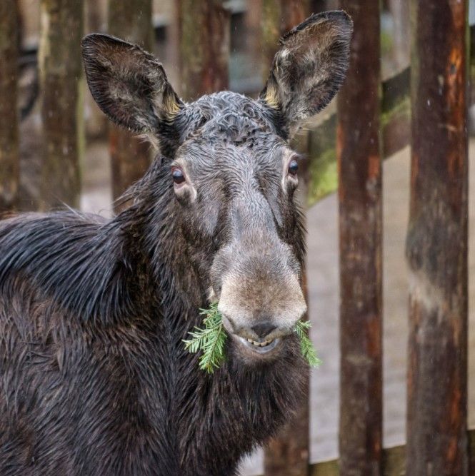 Zvířata v Zoo Praha si pochutnají na vánočních stromcích