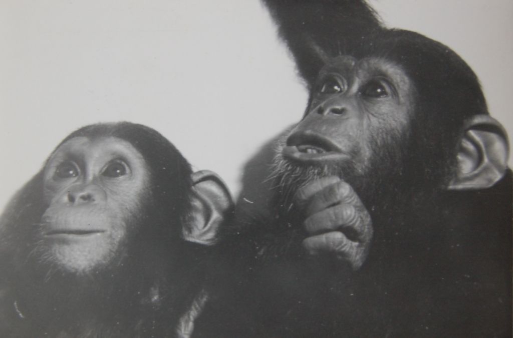50 let chovu šimpanzů v Plzni