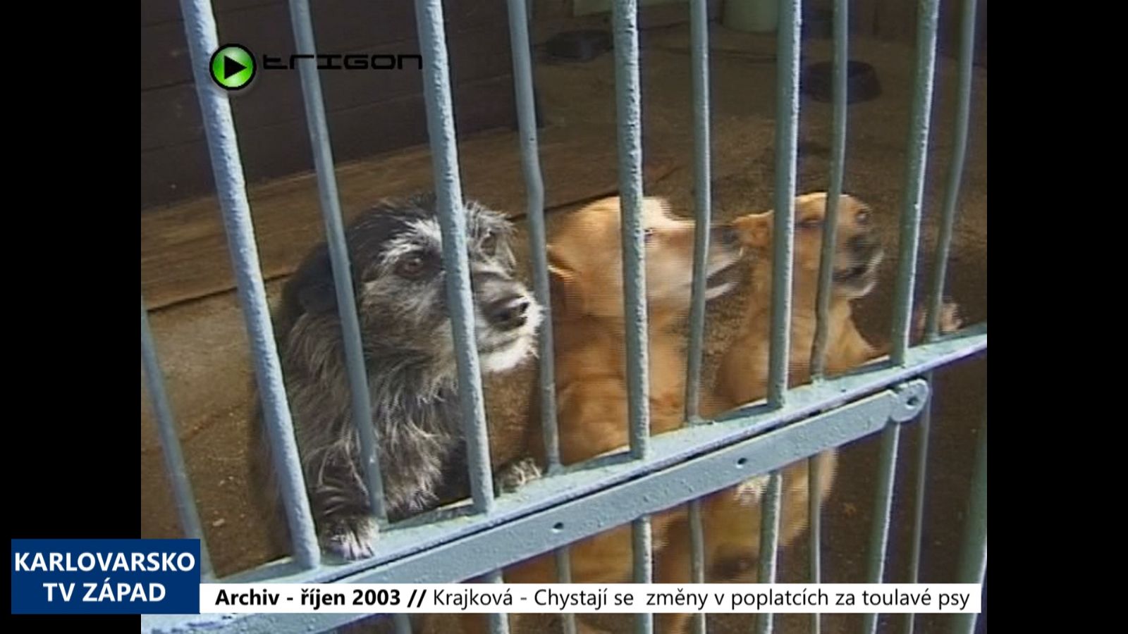 2003 – Krajková: Chystají se změny v poplatcích za toulavé psy (TV Západ)