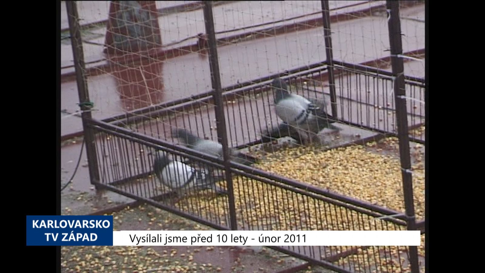 2011 – Cheb: Odchyt holubů přijde na 130 tisíc korun (4296) (TV Západ)