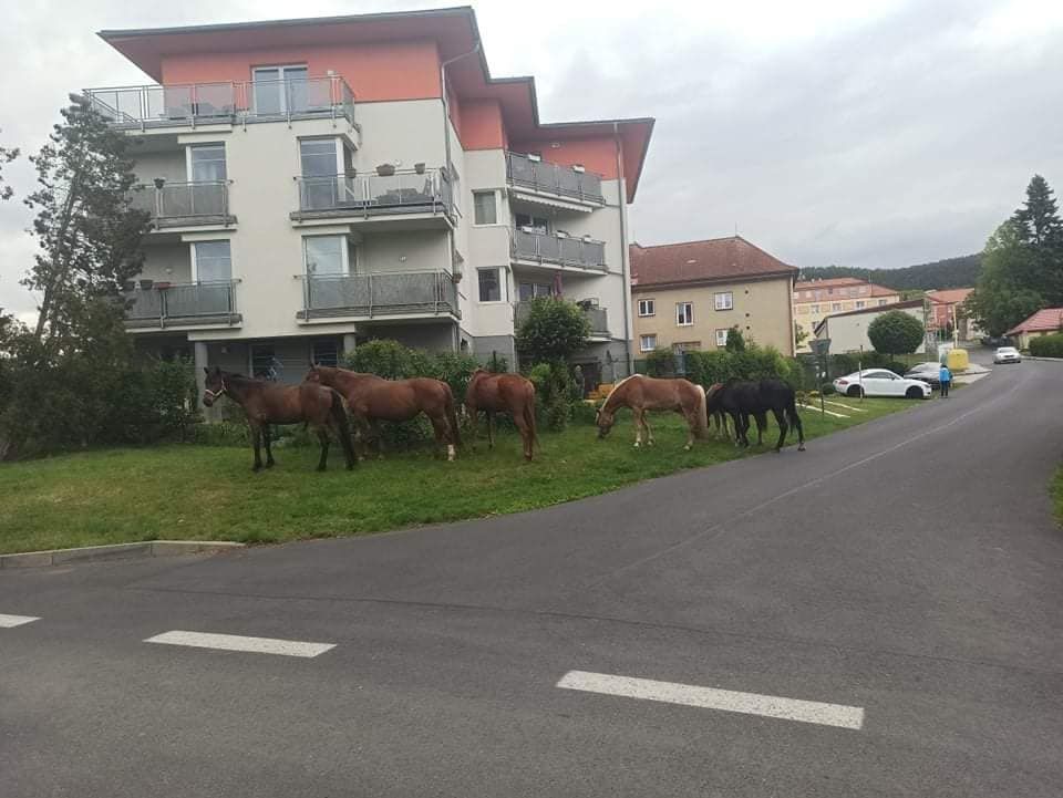 Březová: Strážníci včera odchytávali koně