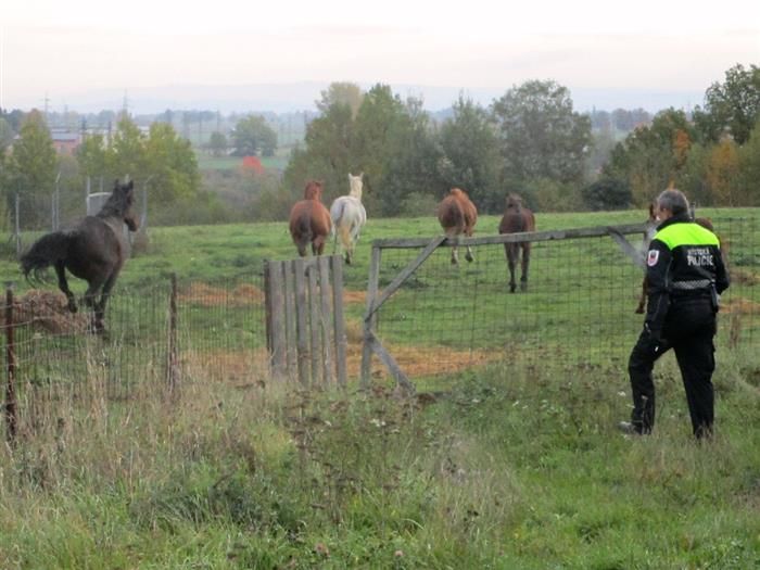 Cheb: Strážníci zahnali koně zpět do výběhu