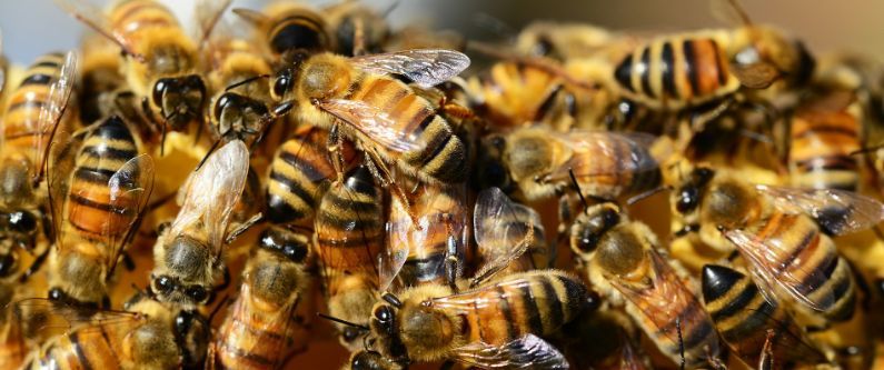Dáme na vás: Projekt Včely do Brna byl slavnostně zahájen