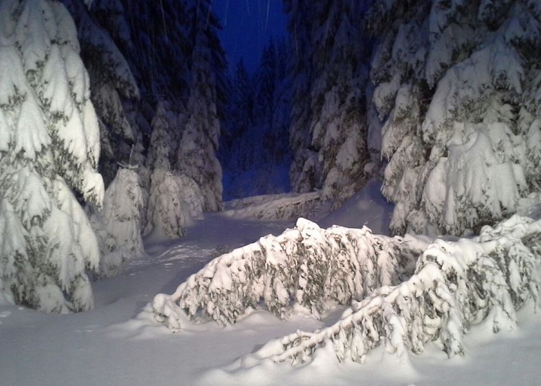 Horská služba vydala výstrahu - riziko pádu stromů na lyžařských trasách