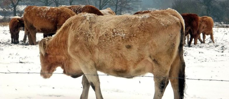 I při extrémních mrazech musí chovatelé zajistit zvířatům vhodné podmínky