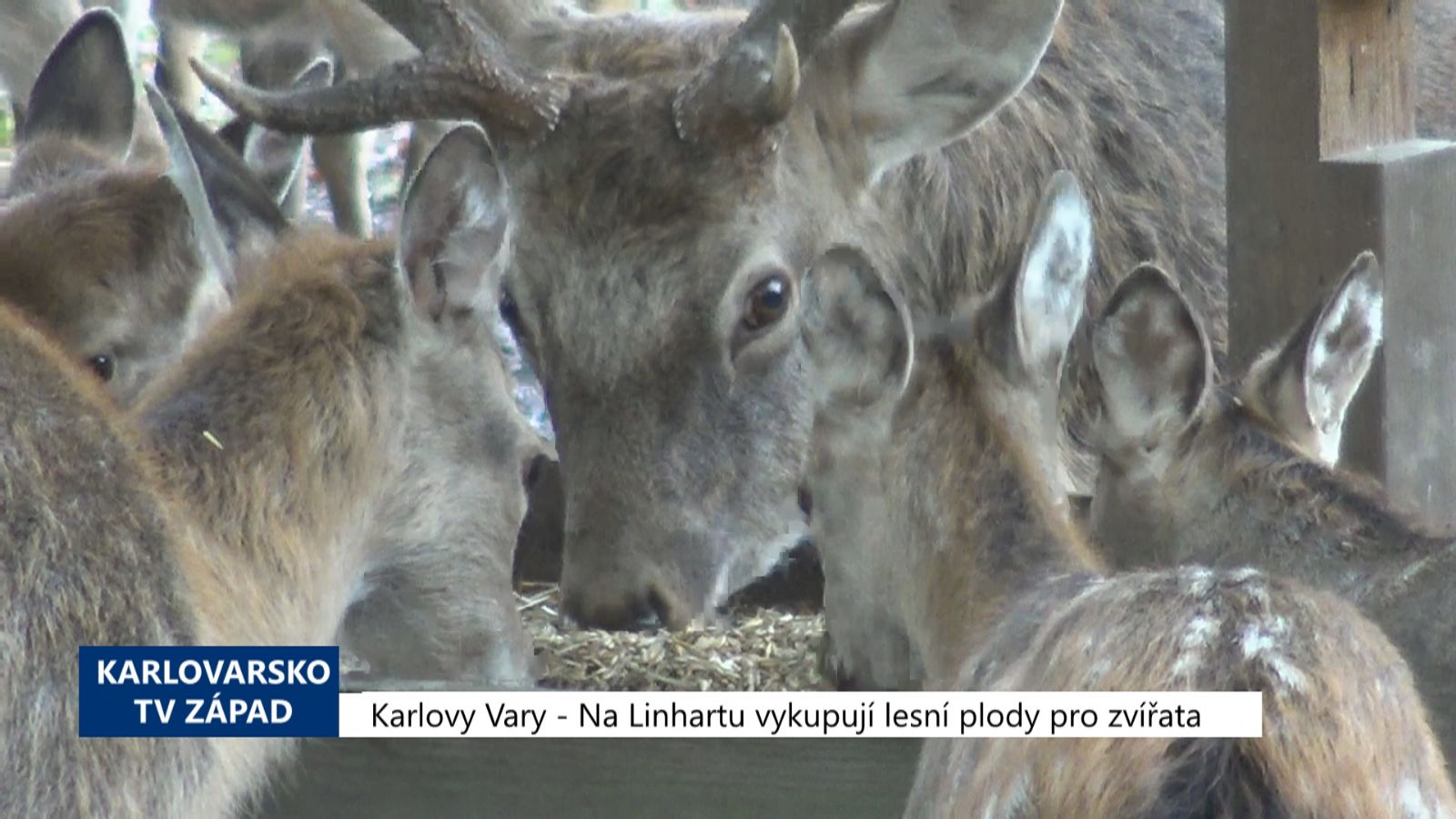 Karlovy Vary: Na Linhartu vykupují lesní plody pro zvířata (TV Západ)