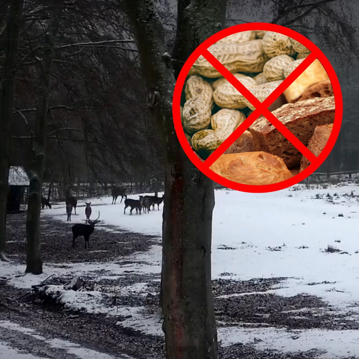 Karlovy vary: Nevhodné krmivo málem usmrtilo několik Jelenů sika 