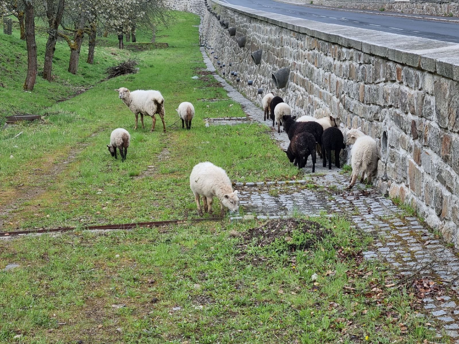 Karlovy Vary: Ovce jsou zpátky v třešňovém sadu