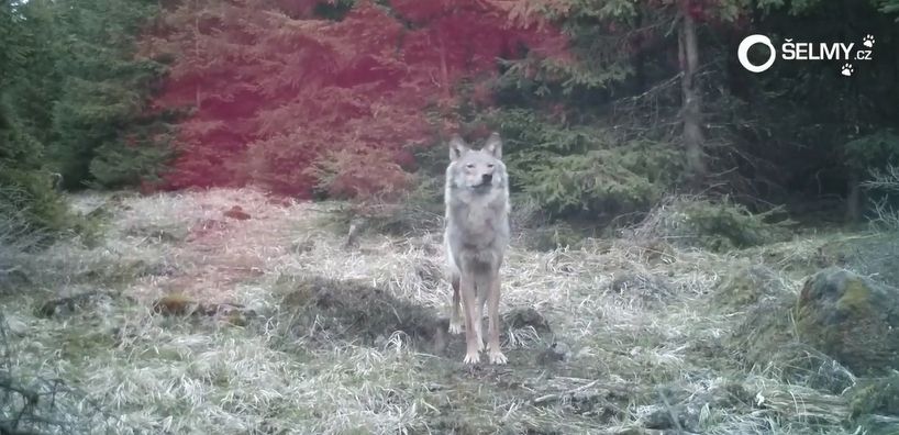 Krušné hory: Videa z fotopastí zde opětovně prokázala přítomnost vlka 