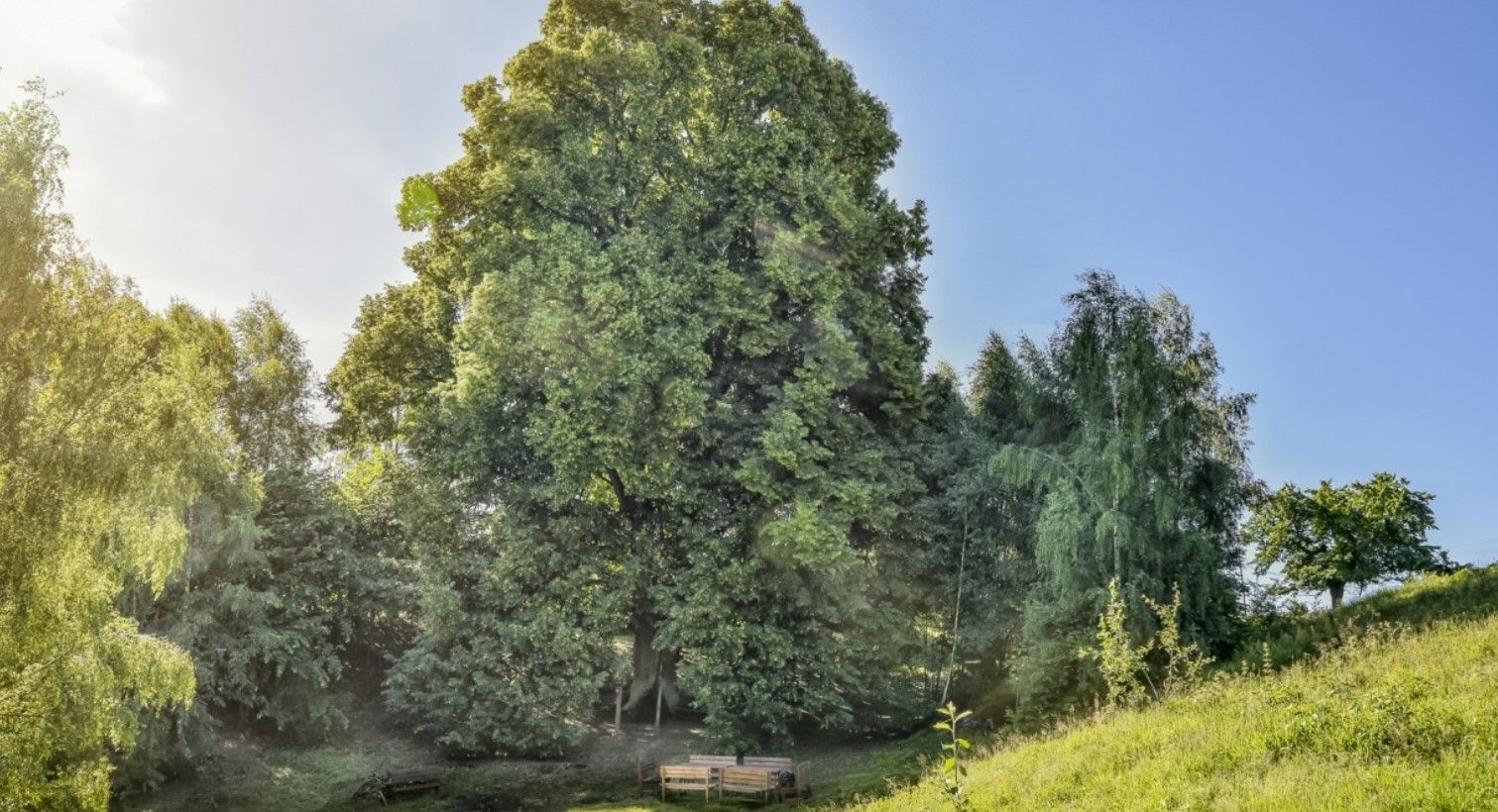 Lípy v Hřebenech získaly stříbro v anketě Strom roku 2020