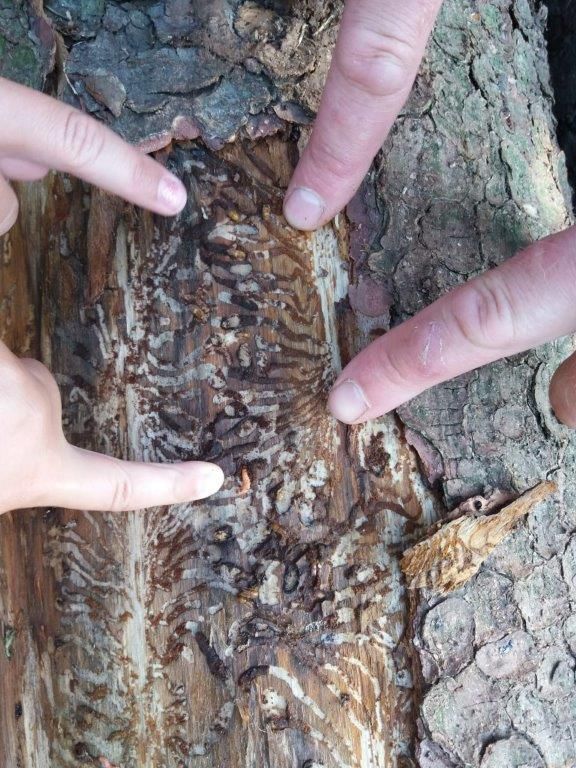 Region: Lázeňské lesy bojují s kůrovcovou kalamitou