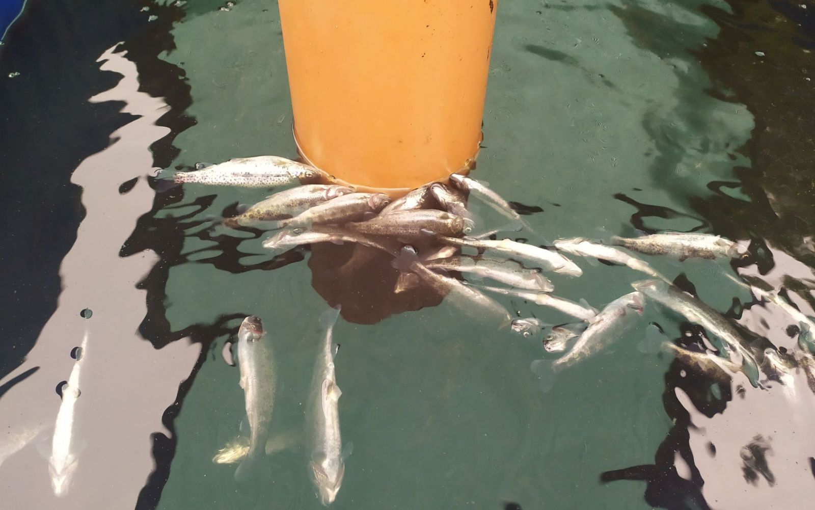 Šindelová: Úhyn ryb v sádkách