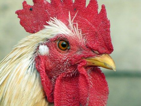 SVS upozorňuje na vysoké riziko zavlečení ptačí chřipky z Polska