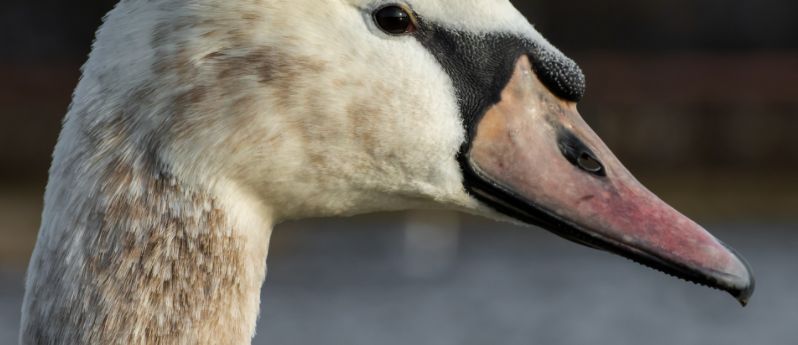U uhynulých labutí byl potvrzen virus ptačí chřipky
