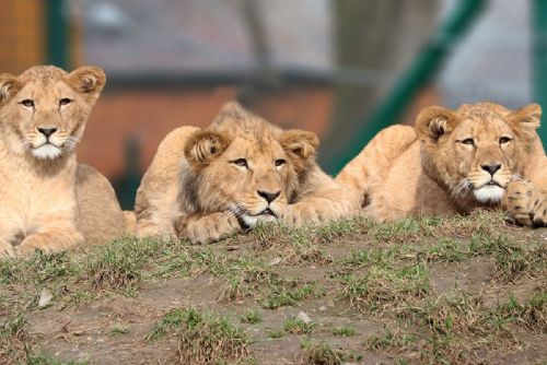 Zoo Plzeň oslaví Den zvířat a ošetřovatelů komentovaným krmením