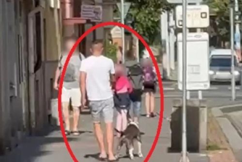 Muž v Plzni měl poštvat psa na králíka na cizí zahradě. Zvíře útok nepřežilo, pátrá po něm policie