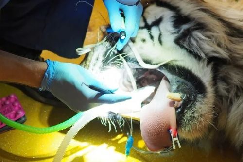 Tygr Rádža z plzeňské zoo podstoupil neobvyklou operaci. Šest veterinářů mu zachraňovalo zlomené špičáky
