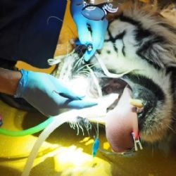 Tygr Rádža z plzeňské zoo podstoupil neobvyklou operaci. Šest veterinářů mu zachraňovalo zlomené špičáky
