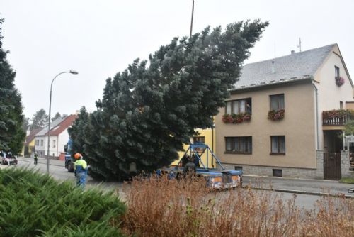 Plzeň už dlouho hledá vánoční strom. Ten pravý pro náměstí Republiky stále nemá