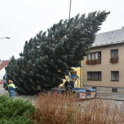 Plzeň už dlouho hledá vánoční strom. Ten pravý pro náměstí Republiky stále nemá