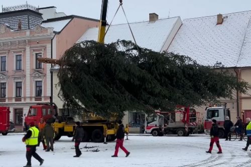 Rokycany hledají vánoční strom na náměstí. Lidé mohou nabídnout smrk nebo jedli