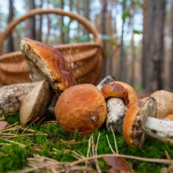 Houby na Vysočině míří do muzeí. Havlíčkův Brod vystavuje od 5. října, Jihlava nabídne poradnu