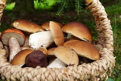 V Plzeňském kraji už rostou houby