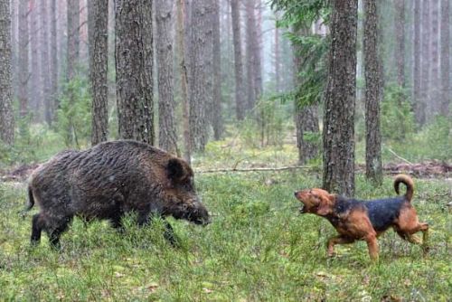 Divoká prasata mohou nakazit psy. Veterináři varují před nebezpečnou chorobou