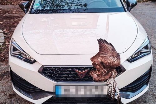 Dravec zaklíněný v autě - bizarní nehoda v ulici Družby