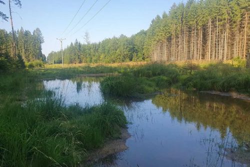 Energetici proměnili podmáčený průsek na Rokycansku v ráj pro obojživelníky