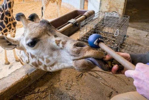 Johanka z pražské zoo zvládá odběry krve bez uspání