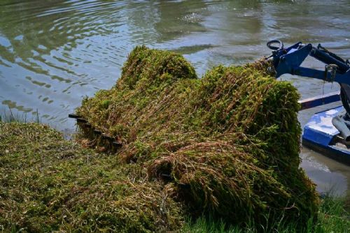 Karviná čistí jezero u Lodiček: rdest odstraňuje sací bagr