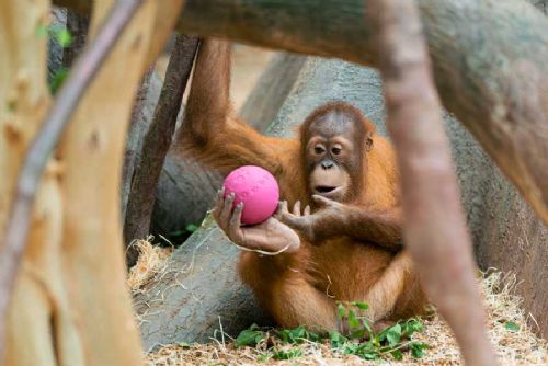 Kawi slaví narozeniny: mladý orangutan zve návštěvníky na zábavný program v Zoo Praha
