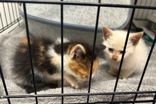 Koťata ve sklepě téměř nepřežila - týden bez jídla a vody