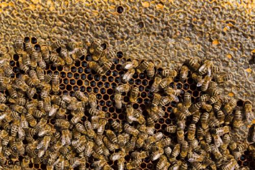 Moravskoslezští včelaři bojují s rekordní úmrtností včelstev