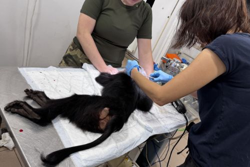 Nekrmte v ZOO zvířata! Krmení pravděpodobně usmrtilo samici makaka lvího