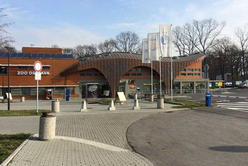 Nová naděje pro lvy indické v Ostravě: Příchod samice ze Švédska