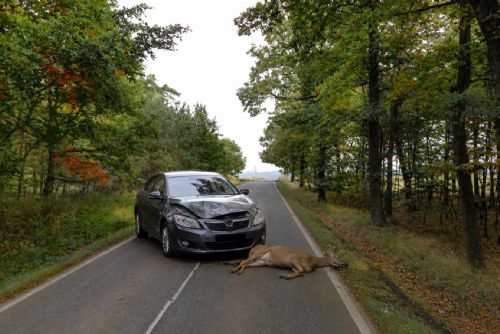 Objížďka u Třemošné přinesla nové riziko. V lesích u Zábělé přibývá střetů se zvěří