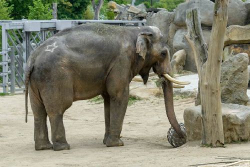 Ostravská a pražská zoo si vyměnily sloní samce, do Ostravy dorazil zkušený chovný jedinec