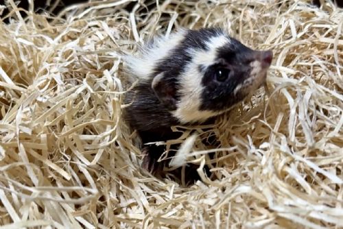 ZOO Plzeň slaví první český odchov šelmičky zorily, narodila se tři mláďata