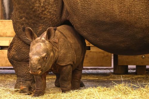 Plzeňská zoo dnes startuje sezónu, DinoPark otevře až v dubnu