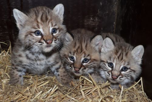Trojčata rysů se narodila v plzeňské zoo