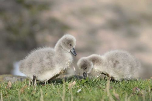V jihlavské zoo se vylíhla mláďata labutě černé, vzácného druhu z Austrálie